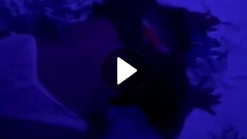 VideoCapture_20251026-122523_Watermarked